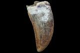 Serrated, Carcharodontosaurus Tooth #71189-1